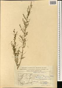 Полынь ордосская Krasch., Зарубежная Азия (ASIA) (КНР)