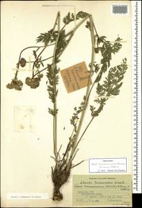 Жабрица порезниковая (L.) W. D. J. Koch, Кавказ, Армения (K5) (Армения)