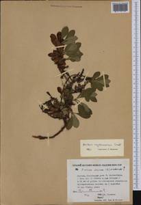 Толокнянка красная (Rehder & E. H. Wilson) Fernald, Сибирь, Якутия (S5) (Россия)