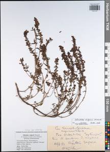 Odontites vulgaris subsp. vulgaris, Восточная Европа, Центральный район (E4) (Россия)