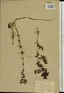 Подмаренник настоящий L., Восточная Европа, Белоруссия (E3a) (Белоруссия)