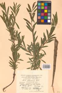 Salix elbrusensis Boiss., Кавказ, Ставропольский край, Карачаево-Черкесия, Кабардино-Балкария (K1b) (Россия)