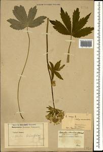 Astrantia major subsp. biebersteinii (Fisch. & C. A. Mey.) I. Grint., Кавказ (без точных местонахождений) (K0)