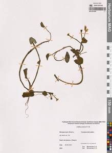 Калужница укореняющаяся (T.F.Forst.) Beck, Сибирь, Чукотка и Камчатка (S7) (Россия)