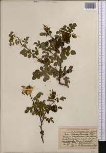 Шиповник Уэбба Wall., Средняя Азия и Казахстан, Западный Тянь-Шань и Каратау (M3) (Узбекистан)