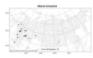 Malva trimestris, Просвирник трехмесячный (L.) Salisb., Атлас флоры России (FLORUS) (Россия)