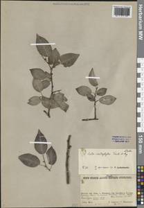 Кореянка сердцелистная (Trautv. & C.A.Mey.) N.Chao, Сибирь, Якутия (S5) (Россия)