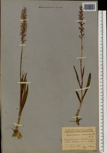 Кокушник длиннорогий (L.) R.Br., Восточная Европа, Западно-Украинский район (E13) (Украина)