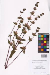 MHA 0 154 159, Зопничек клубненосный (L.) Moench, Восточная Европа, Центральный лесостепной район (E6) (Россия)