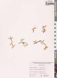 Пузырчатка малая L., Сибирь, Чукотка и Камчатка (S7) (Россия)