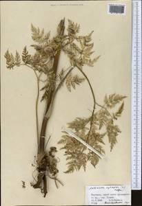 Купырь лесной (L.) Hoffm., Средняя Азия и Казахстан, Северный и Центральный Тянь-Шань (M4) (Киргизия)