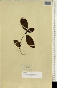 Гликосмис пятилистный (Retz.) Corrêa, Зарубежная Азия (ASIA) (Филиппины)