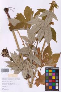 Filipendula digitata (Willd.) Bergmans, Сибирь, Дальний Восток (S6) (Россия)