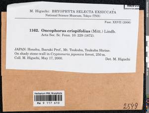 Symblepharis crispifolia (Mitt.) Fedosov, M. Stech & Ignatov, Гербарий мохообразных, Мхи - Азия (вне границ бывшего СССР) (BAs) (Япония)