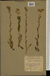 Erigeron acris subsp. acris, Кавказ, Азербайджан (K6) (Азербайджан)