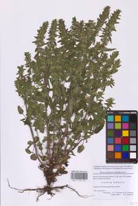 Змееголовник тимьяноцветковый L., Восточная Европа, Московская область и Москва (E4a) (Россия)