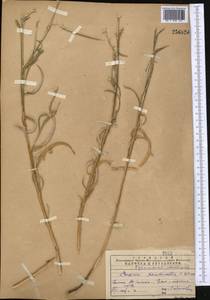 Кузиния ложномягкая C. Winkl., Средняя Азия и Казахстан, Западный Тянь-Шань и Каратау (M3) (Казахстан)