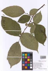 Вяз голый, Вяз шершавый Huds., Восточная Европа, Северный район (E1) (Россия)