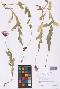 Мак снотворный L., Восточная Европа, Центральный район (E4) (Россия)