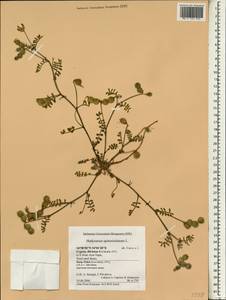 Hedysarum spinosissimum L., Зарубежная Азия (ASIA) (Кипр)