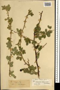 Rosa laxa var. kaschgarica (Rupr.) Y. L. Han, Монголия (MONG) (Монголия)