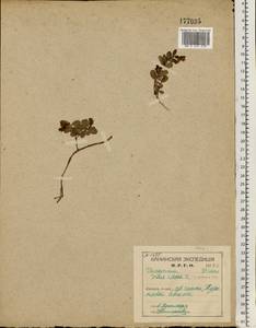 Брусника обыкновенная L., Восточная Европа, Северный район (E1) (Россия)