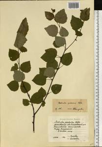 Береза пушистая Ehrh., Восточная Европа, Московская область и Москва (E4a) (Россия)