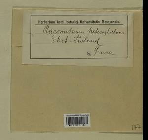Bucklandiella heterosticha (Hedw.) Bedn.-Ochyra & Ochyra, Гербарий мохообразных, Мхи - Прибалтика (B1) (Неизвестно)