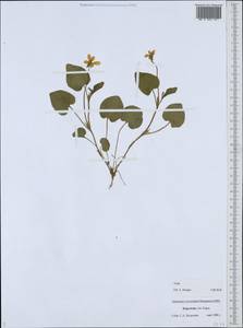 Фиалка, Средняя Азия и Казахстан, Западный Тянь-Шань и Каратау (M3) (Киргизия)