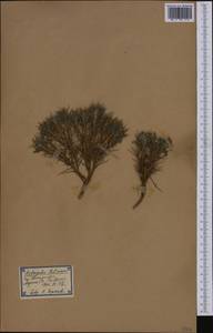 Astragalus balearicus Chater, Западная Европа (EUR) (Испания)