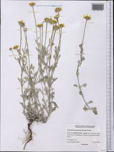 Eriophyllum lanatum (Pursh) Forbes, Америка (AMER) (США)