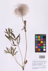 Прострел даурский (Fisch. ex DC.) Spreng., Сибирь и Дальний Восток (без точных местонахождений) (S0) (Россия)