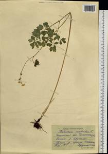 Thalictrum aquilegiifolium subsp. aquilegiifolium, Сибирь, Прибайкалье и Забайкалье (S4) (Россия)