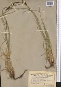 Осока черноколосая M.Bieb. ex Willd., Средняя Азия и Казахстан, Западный Тянь-Шань и Каратау (M3) (Казахстан)