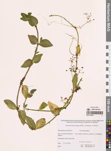 Вероника американская (Raf.) Schwein. ex Benth., Сибирь, Чукотка и Камчатка (S7) (Россия)