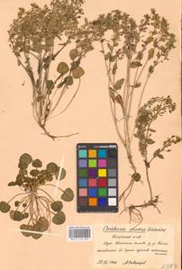 Ложечница гренладская L., Восточная Европа, Северный район (E1) (Россия)