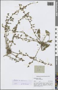 Blitum litwinowii (Paulsen) S.Fuentes, Uotila & Borsch, Сибирь, Алтай и Саяны (S2) (Россия)