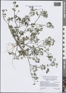 Trachyspermum pimpinelloides H.Wolff, Зарубежная Азия (ASIA) (Йемен)