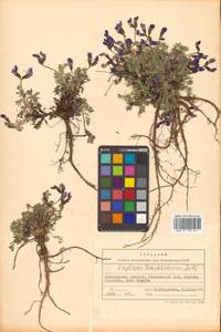 Остролодочник чернеющий (Pall.) Fisch. ex DC., Сибирь, Чукотка и Камчатка (S7) (Россия)