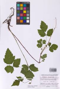 Ежевика сизая L., Восточная Европа, Московская область и Москва (E4a) (Россия)
