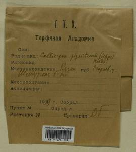 Calliergon giganteum (Schimp.) Kindb., Гербарий мохообразных, Мхи - Москва и Московская область (B6a) (Россия)