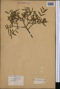 Phillyrea angustifolia L., Западная Европа (EUR) (Франция)