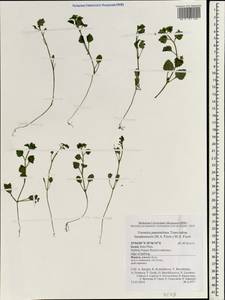 Veronica panormitana subsp. bardostensis (M. A. Fisch.) M. A. Fisch., Зарубежная Азия (ASIA) (Израиль)