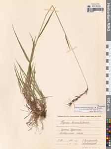 Пырейник смешиваемый (Roshev.) Tzvelev, Сибирь, Чукотка и Камчатка (S7) (Россия)