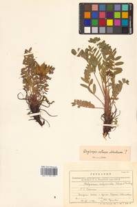 Остролодочник притупленный Matsum., Сибирь, Дальний Восток (S6) (Россия)