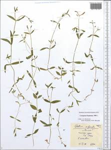 Звездчатка чашечкоцветковая (Ledeb.) Bong., Сибирь, Чукотка и Камчатка (S7) (Россия)