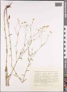 Мелколепестник щетинистый Muhl. ex Willd., Сибирь, Дальний Восток (S6) (Россия)