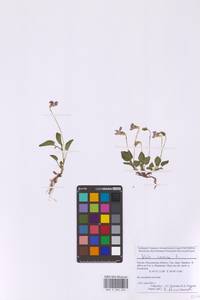 Фиалка собачья L., Восточная Европа, Московская область и Москва (E4a) (Россия)