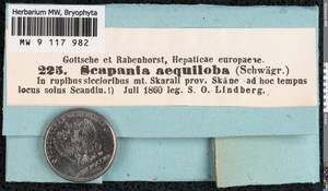 Scapania aequiloba (Schwägr.) Dumort., Гербарий мохообразных, Мхи - Западная Европа (BEu) (Швеция)