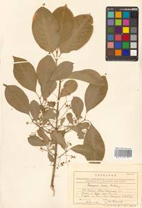 Бересклет Гамильтона Wall., Сибирь, Дальний Восток (S6) (Россия)